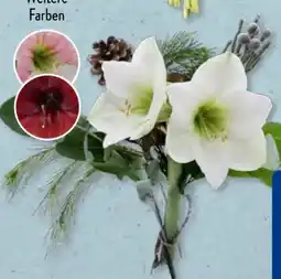 Aldi Süd Schnittblumen Amaryllis Angebot