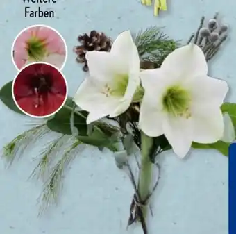 Aldi Süd Schnittblumen Amaryllis Angebot