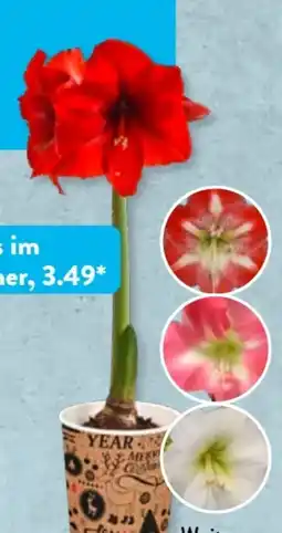 Aldi Süd Gardenline Amaryllis Angebot