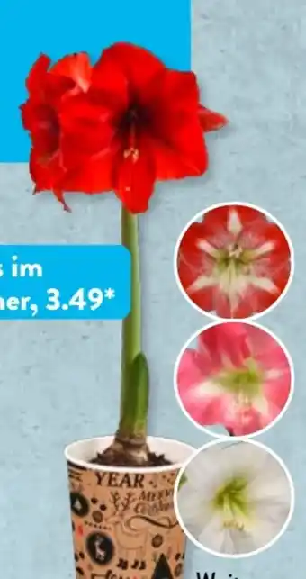 Aldi Süd Gardenline Amaryllis Angebot