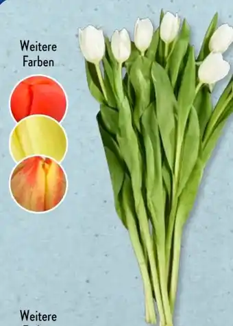 Aldi Süd Wintertulpen Bund Angebot
