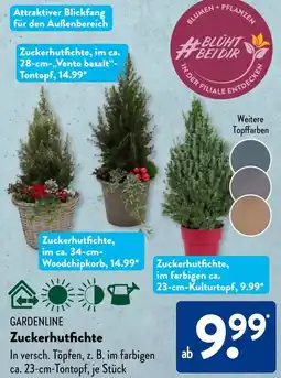 Aldi Süd GARDENLINE Zuckerhutfichte Angebot
