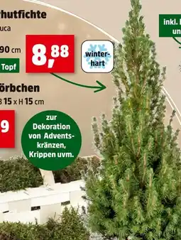 Thomas Philipps Schutzfichte Angebot