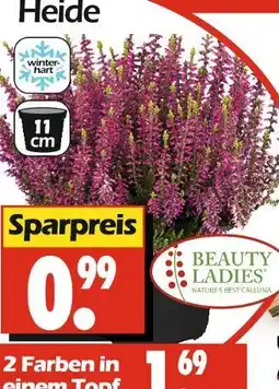 Wreesmann Beauty ladies heide Angebot