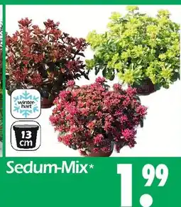 Wreesmann Sedum-mix Angebot