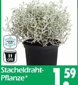 Wreesmann Stacheldraht-pflanze Angebot