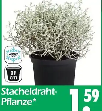 Wreesmann Stacheldraht-pflanze Angebot