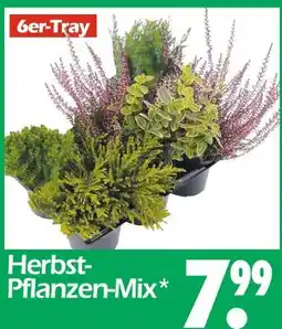 Wreesmann Herbst-pflanzen-mix Angebot