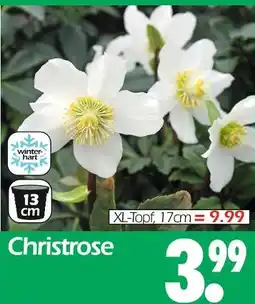 Wreesmann Christrose Angebot
