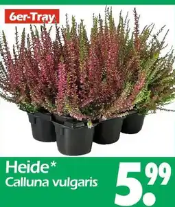 Wreesmann Heide Angebot