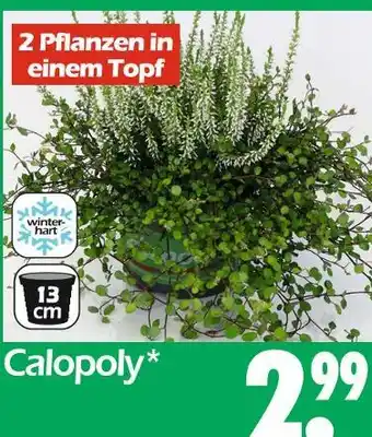 Wreesmann Calopoly Angebot