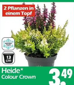 Wreesmann Heide colour crown Angebot