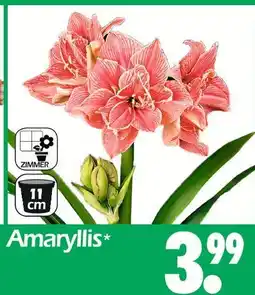 Wreesmann Amaryllis Angebot