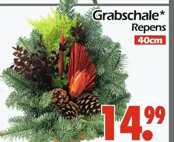 Wreesmann Grabschale repens Angebot