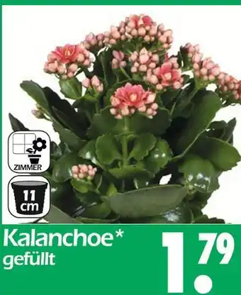 Wreesmann Kalanchoe Angebot
