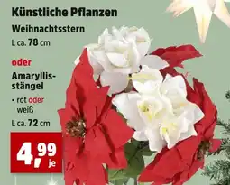 Thomas Philipps Weihnachtsstern Angebot