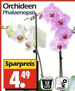 Wreesmann Orchideen phalaenopsis Angebot
