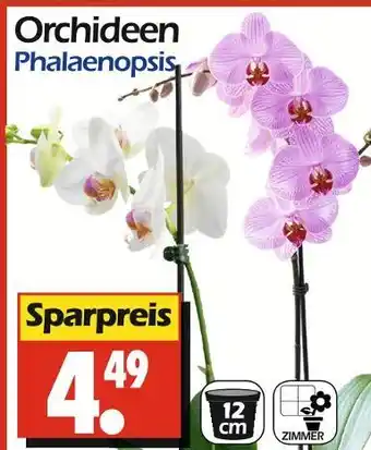Wreesmann Orchideen phalaenopsis Angebot