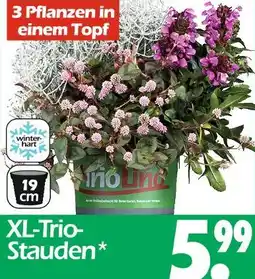 Wreesmann Xl-trio-stauden Angebot