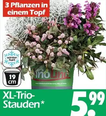 Wreesmann Xl-trio-stauden Angebot