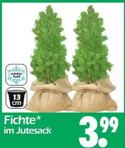 Wreesmann Fichte Angebot