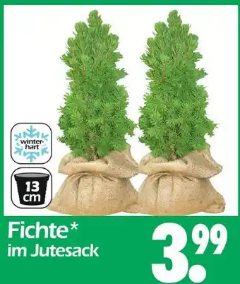 Wreesmann Fichte Angebot