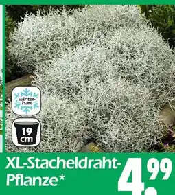 Wreesmann Xl-stacheldraht-pflanze Angebot
