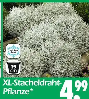 Wreesmann Xl-stacheldraht-pflanze Angebot