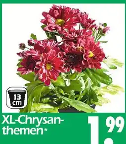 Wreesmann Xl-chrysanthemen Angebot