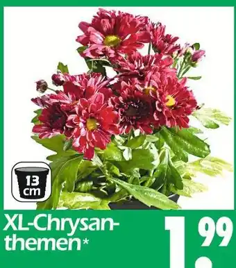 Wreesmann Xl-chrysanthemen Angebot