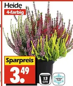 Wreesmann Heide Angebot