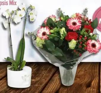 Edeka Orchideen Phalaenopsis Angebot