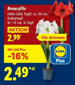 Lidl Amaryllis Angebot