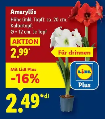 Lidl Amaryllis Angebot