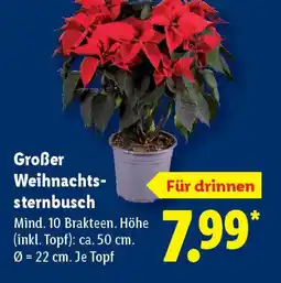 Lidl Großer Weihnachts- sternbusch Angebot