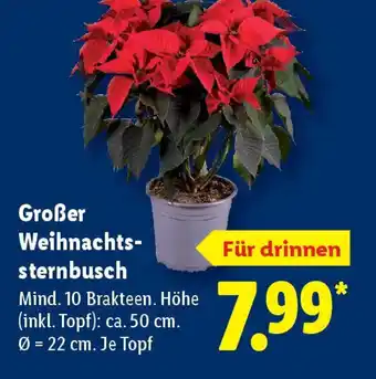 Lidl Großer Weihnachts- sternbusch Angebot