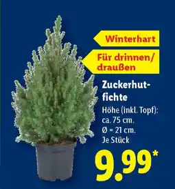Lidl Zuckerhut- fichte Angebot