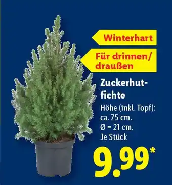 Lidl Zuckerhut- fichte Angebot