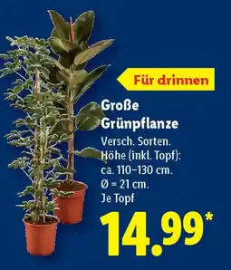 Lidl Große Grünpflanze Angebot