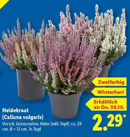 Lidl Heidekraut (Calluna vulgaris) Angebot