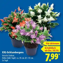 Lidl XXL-Schlumbergera Angebot