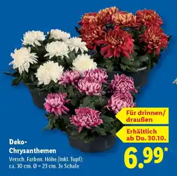 Lidl Deko- Chrysanthemen Angebot