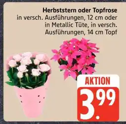 Edeka Herbststern oder Topfrose Angebot