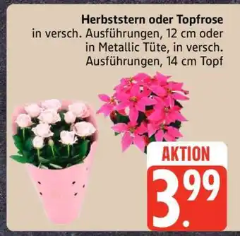 Edeka Herbststern oder Topfrose Angebot