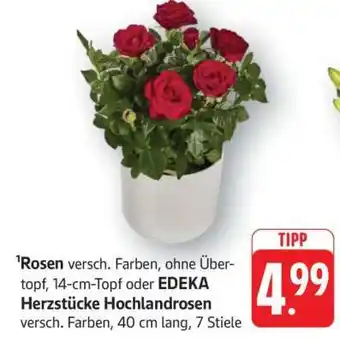 Edeka Rosen Angebot