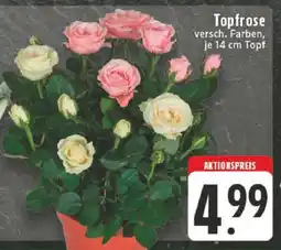 Edeka Topfrose Angebot