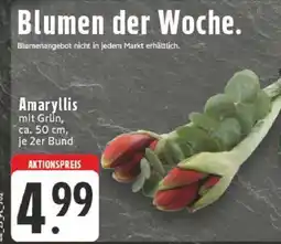 Edeka Amaryllis mit Grün Angebot