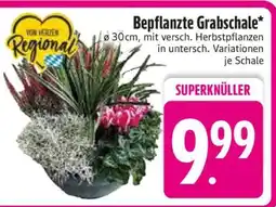 Edeka Bepflanzte Grabschale Angebot