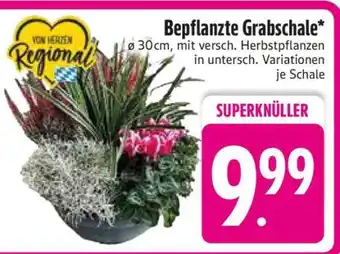 Edeka Bepflanzte Grabschale Angebot