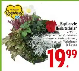 Edeka Bepflanzte Herbstschale Angebot